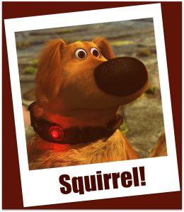 Squirrel_Dug