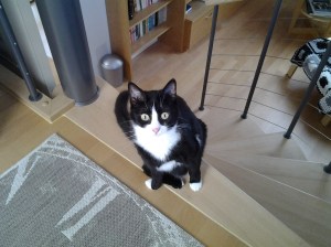 One of my feline writing companions, Allegra - and the top of my library "stage" stairs