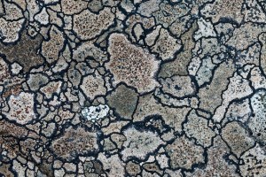 Map Lichen - named for obvious reasons