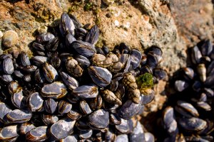 Purple Gooseneck Barnacles are ubiquitous along the British coast.