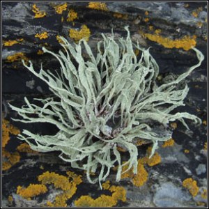 Sea Ivory, or Ramalina siliquosa, is a tufted lichen, while the Golden lichen is self-explanatory.  