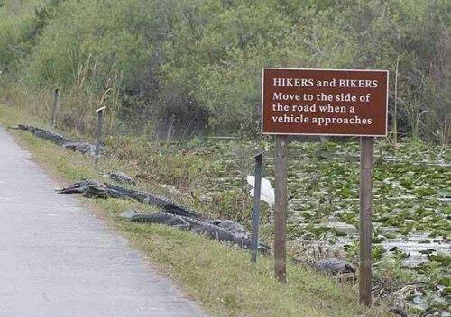 Hikers and Bikers, Crocodiles