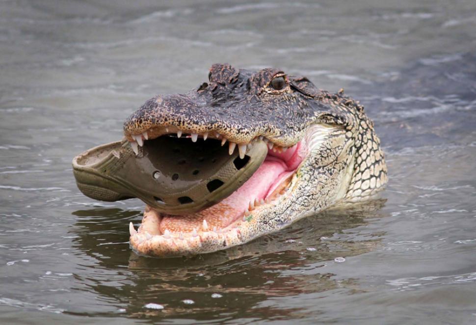 crocodile-croc