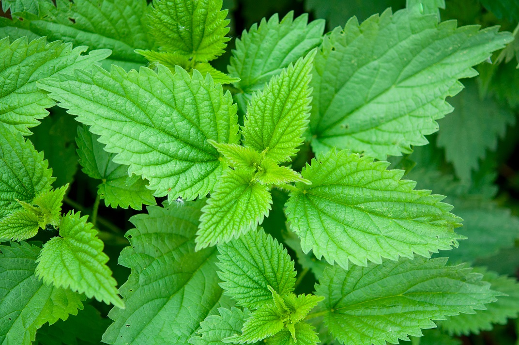 stinging nettle