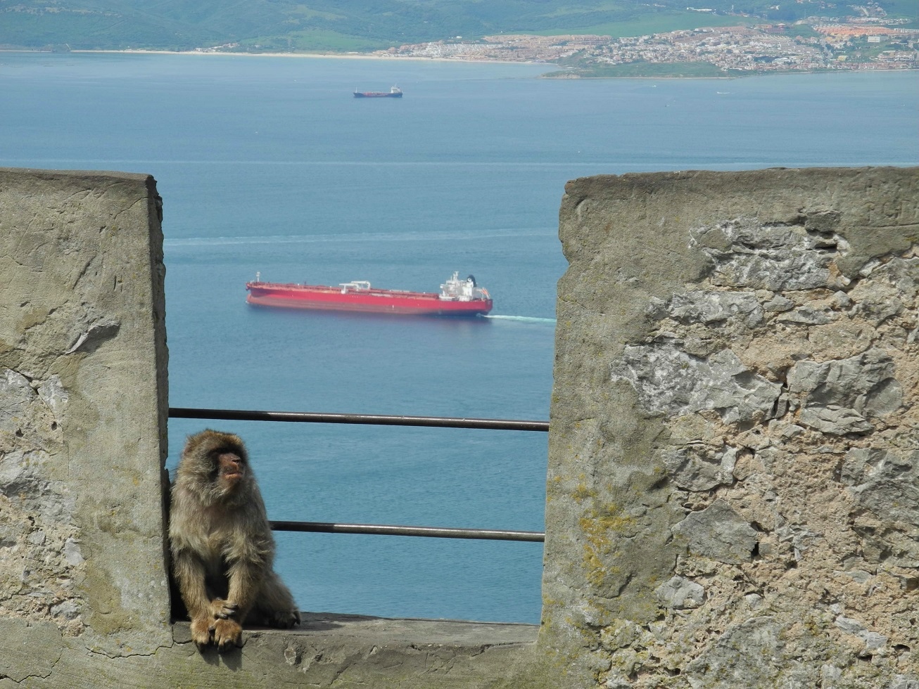 Gibraltar - Barbary macaque 2