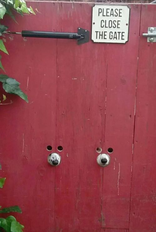 Please Close the Gate