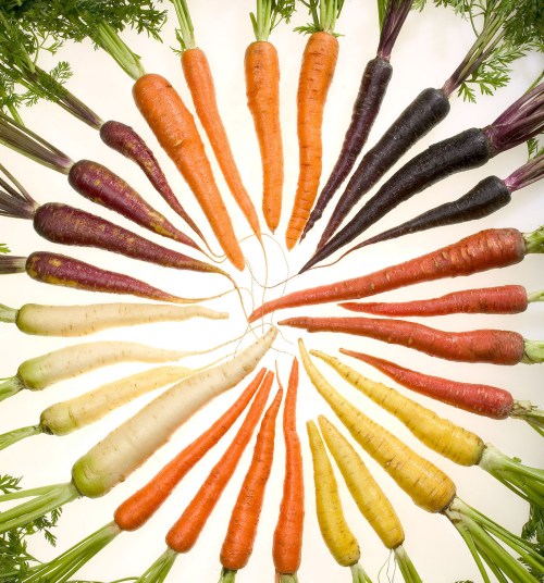 Carrots - Carrot-Museum-co-uk