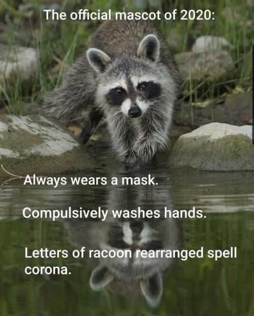 Racoon